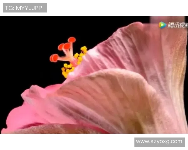 藏族美女与足球明星的浪漫爱情故事在草原上绽放出绚丽的花朵